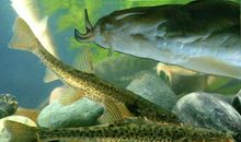 鱼和泥鳅有不同的家