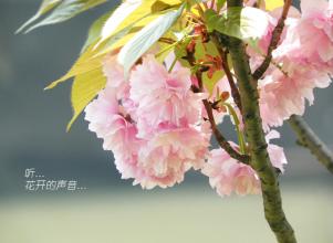 听着，花开了