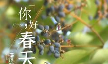 听，记忆中的欢呼声