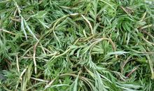 那渐渐消失的绿