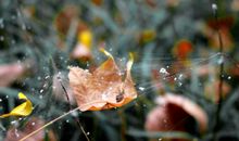 孤独盛开的秋天