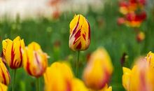 花开花落让我陶醉