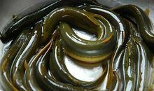 描写泥鳅的作文