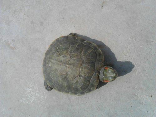 我养死的小乌龟