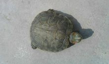 被我养死的小乌龟