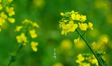 草地上的碗豆花