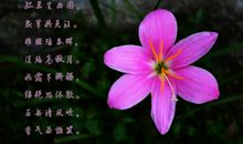 我最喜欢的桃花