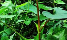 我最爱吃的蔬菜