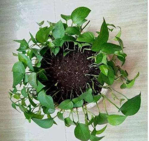 我的小绿莳萝