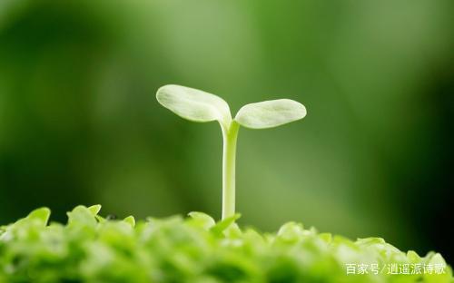 生活就像草