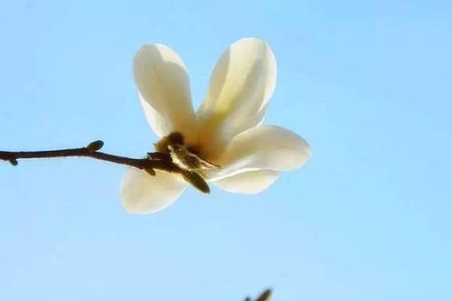 于丑苗，送出悲伤