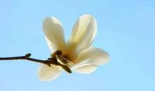 雨稠缪，寄哀思