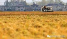 关于稻香的作文