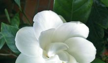 又见栀子花开真好