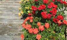 “花”的奇遇记