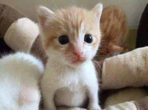 我和橘猫的故事