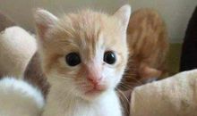 我和橘猫的故事