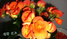 花开瞬间的遐想