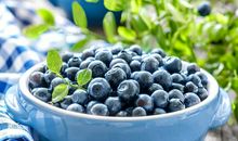 介绍蓝莓的作文