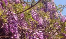 别了，那片紫藤架