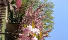 我在北京寻找春天