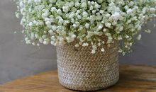 我最喜爱的满天星