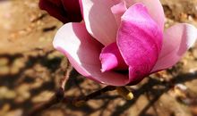 又是一年玉兰花开