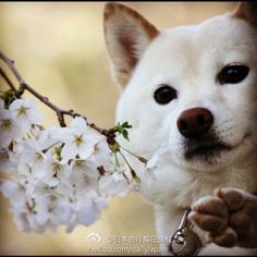 我最喜欢的动物小狗