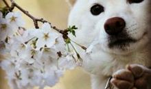 我最喜欢的动物——小狗