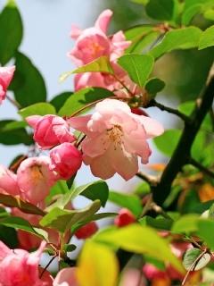 秋海棠花