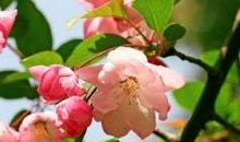 春天里的海棠花