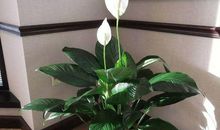 描写白掌的作文