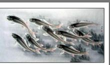 子非鱼，安求鱼儿的阳光