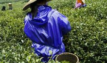 景色诱人的梅家坞