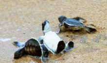 海龟给我的启示