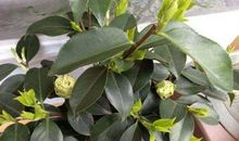 山茶花叶子的自述