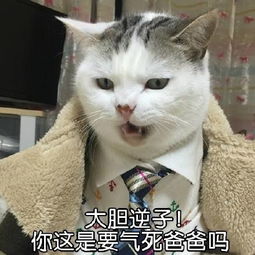 小猫，我想告诉你