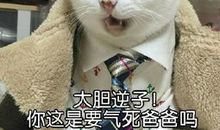 小猫我想对你说