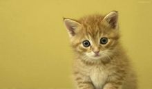 我和我的三只小猫