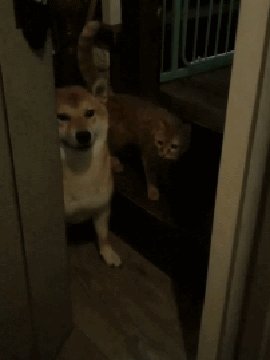 猫和狗的故事