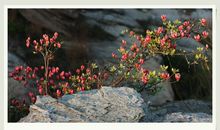 我爱家乡的红杜鹃