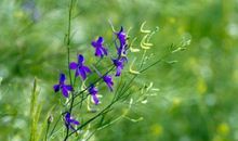 初三写景作文：乡春_800字