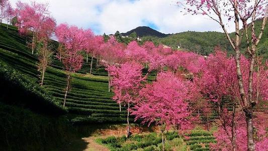 春天的樱花谷