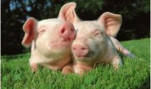 我不是“一头猪”