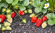 草莓成长的过程