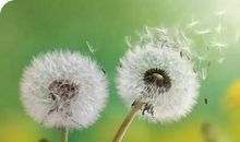 愿做一朵蒲公英