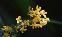 发生在桂花香里的一件事