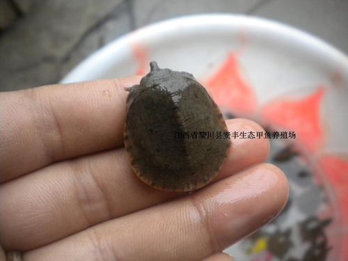 再见小乌龟