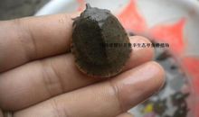 小甲鱼，再见了