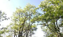 槐香，我的记忆